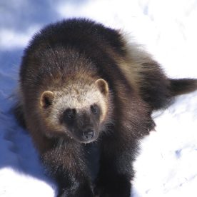 Wolverine