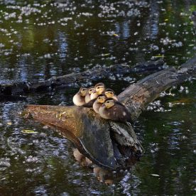 Wood Duck