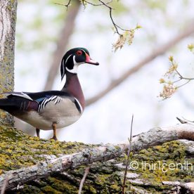 Wood Duck