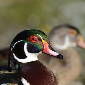 Wood Duck