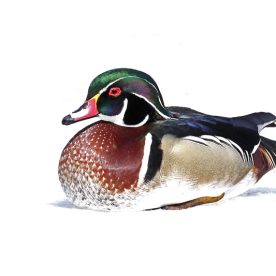 Wood Duck
