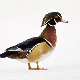 Wood Duck