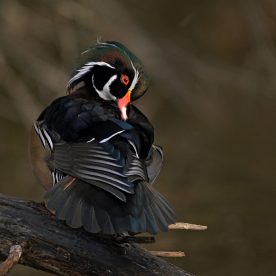Wood Duck