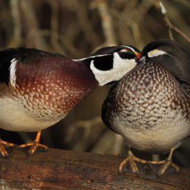 Wood Duck