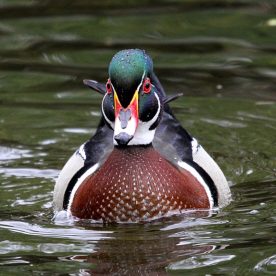 Wood Duck