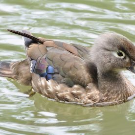 Wood Duck