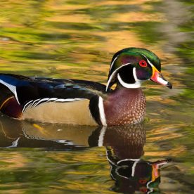 Wood Duck