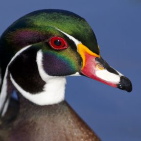 Wood Duck