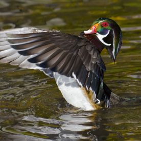 Wood Duck