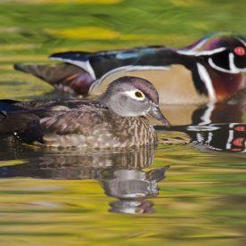 Wood Duck