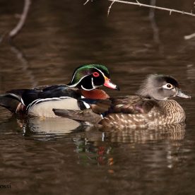 Wood Duck
