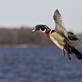 Wood Duck
