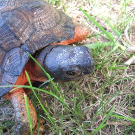 Wood Turtle