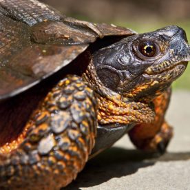 Wood Turtle