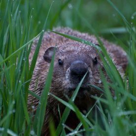 Woodchuck