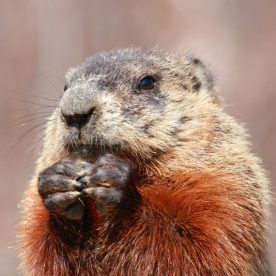 Woodchuck