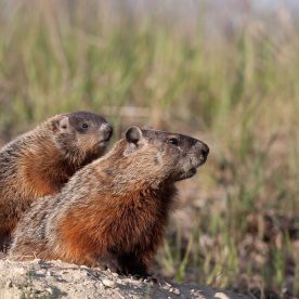 Woodchuck