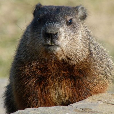 Woodchuck - Hinterland Who's Who