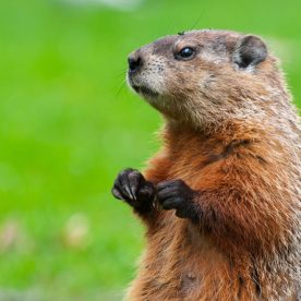 Woodchuck