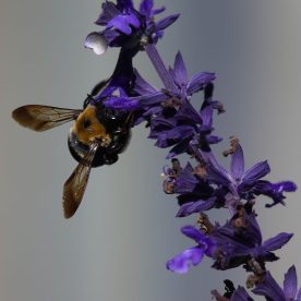 Bumble Bee