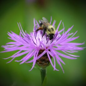 Bumble Bee