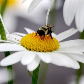 Bumble Bee