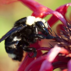Bumble Bee