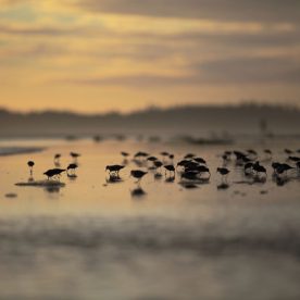 Shorebirds