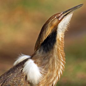 American Bittern