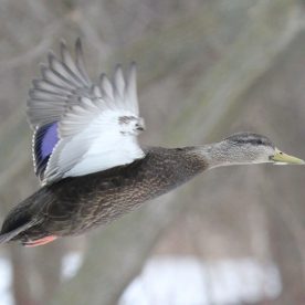 American Black Duck