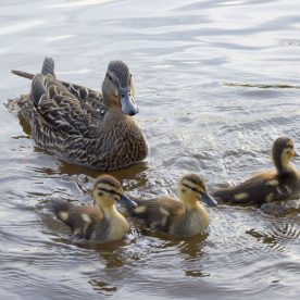 American Black Duck