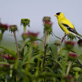 American Goldfinch