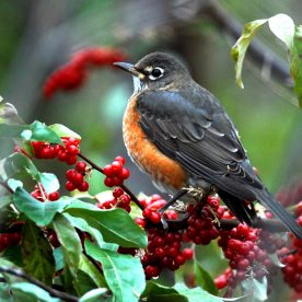American Robin