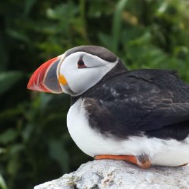 Atlantic Puffin