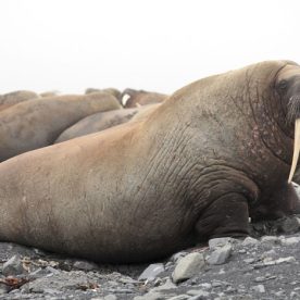 Atlantic Walrus