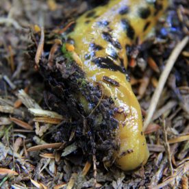 Banana Slug