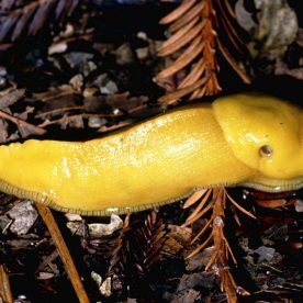 Banana Slug