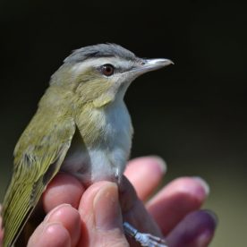 Banded Red-eyed Vireo