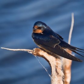 Barn Swallow