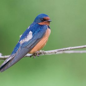 Barn Swallow