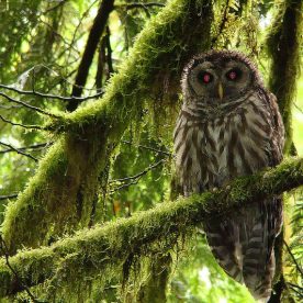 Barred Owl