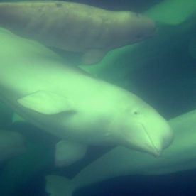 Belugas in Churchill Estuary