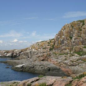 Black Legged Kittiwakes in Ile Corossol Migratory Bird Sanctuary