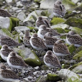 Black-bellied Plovers in the St. Lawrence Estuary