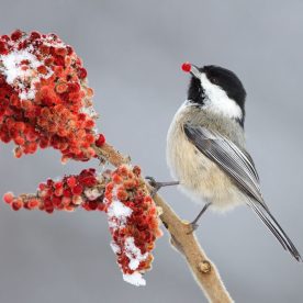 Black-capped Chickadee on sumac