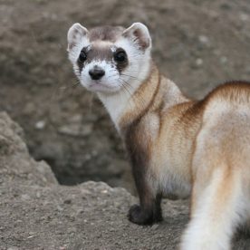 Black-Footed Ferret
