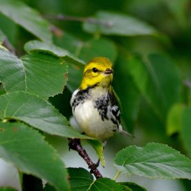 Black-throated Green Warbler