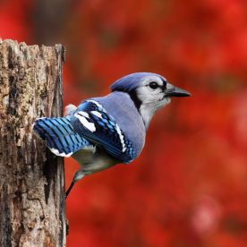 Blue Jay