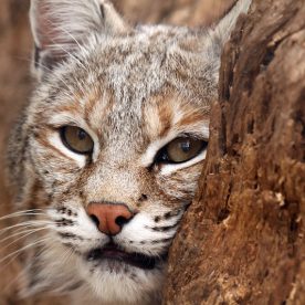 Bobcat