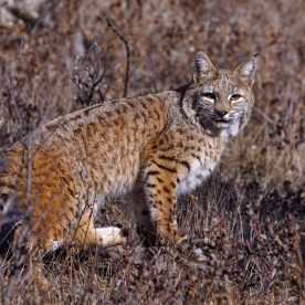 Bobcat